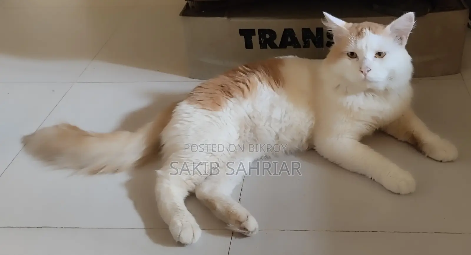 Traditional Persian Cat