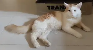 Traditional Persian Cat