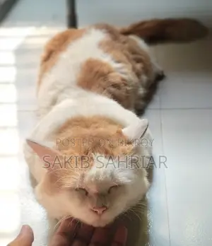 Traditional Persian Cat
