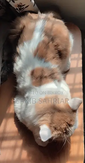 Traditional Persian Cat