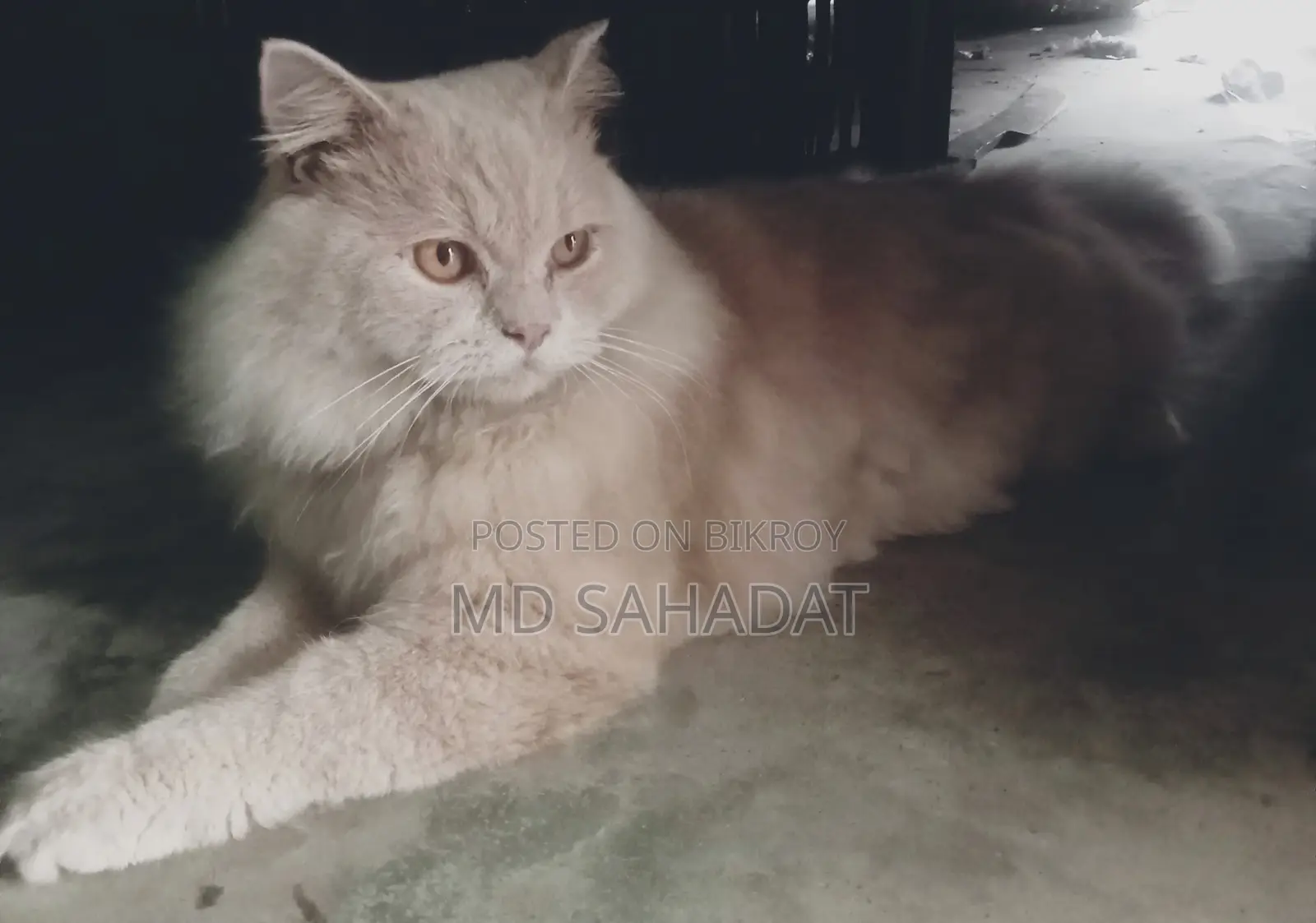 😻 Cute Persian Cat For Sale