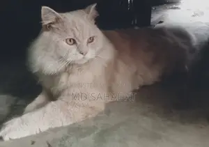 😻 Cute Persian Cat For Sale