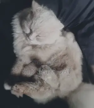 😻 Cute Persian Cat For Sale