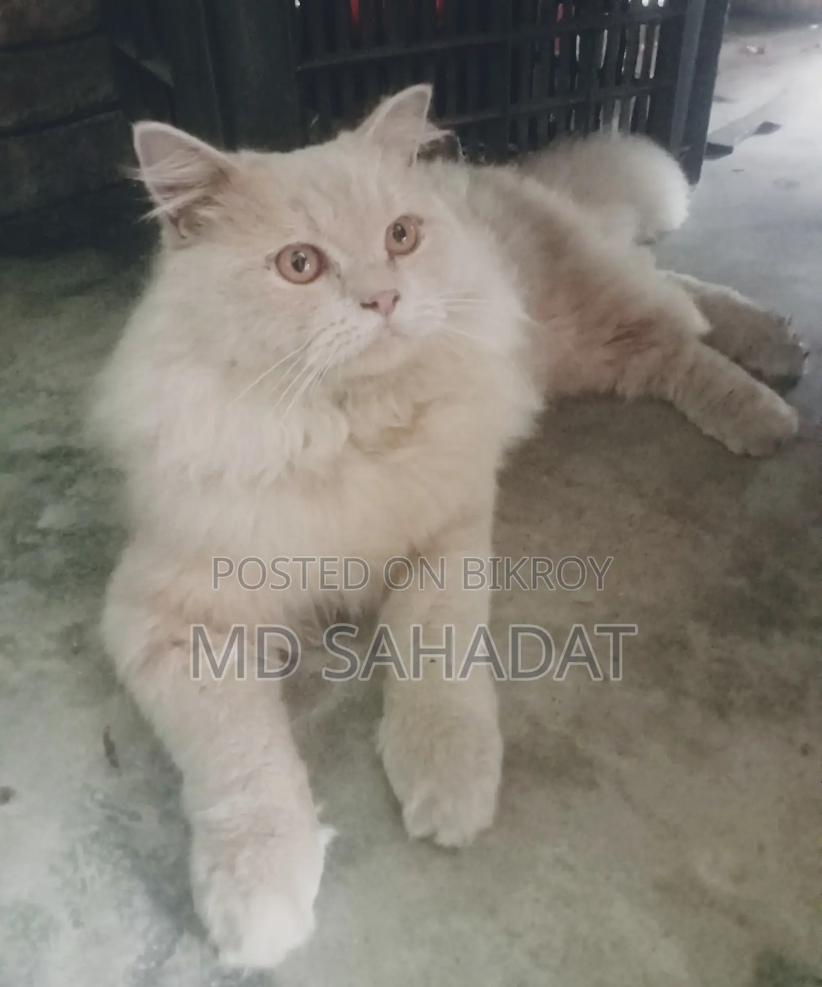 😻 Cute Persian Cat For Sale