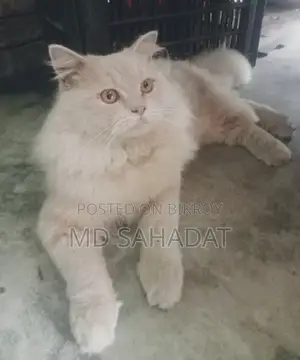 😻 Cute Persian Cat For Sale