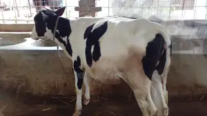 High-Quality Heifer No. 1141