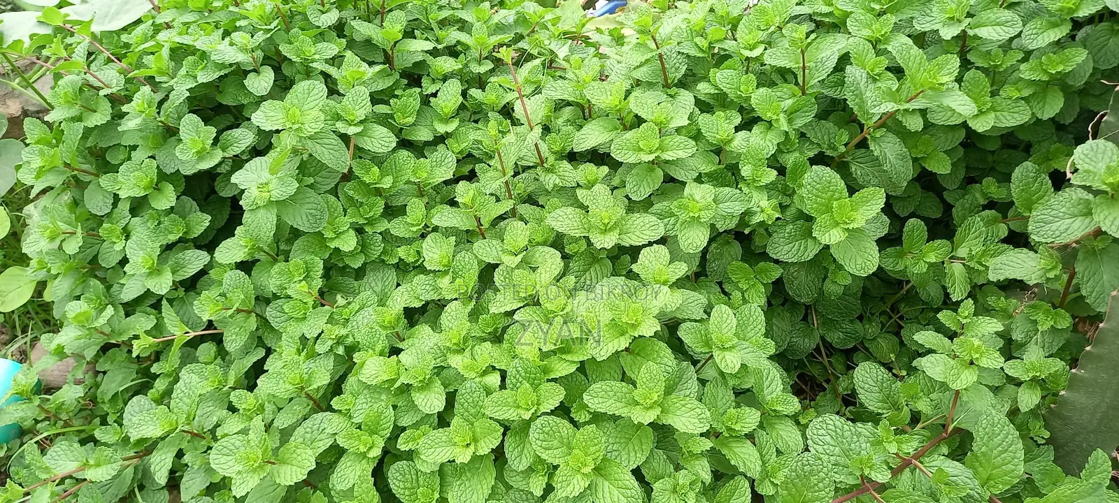 পুদিনা পাতা