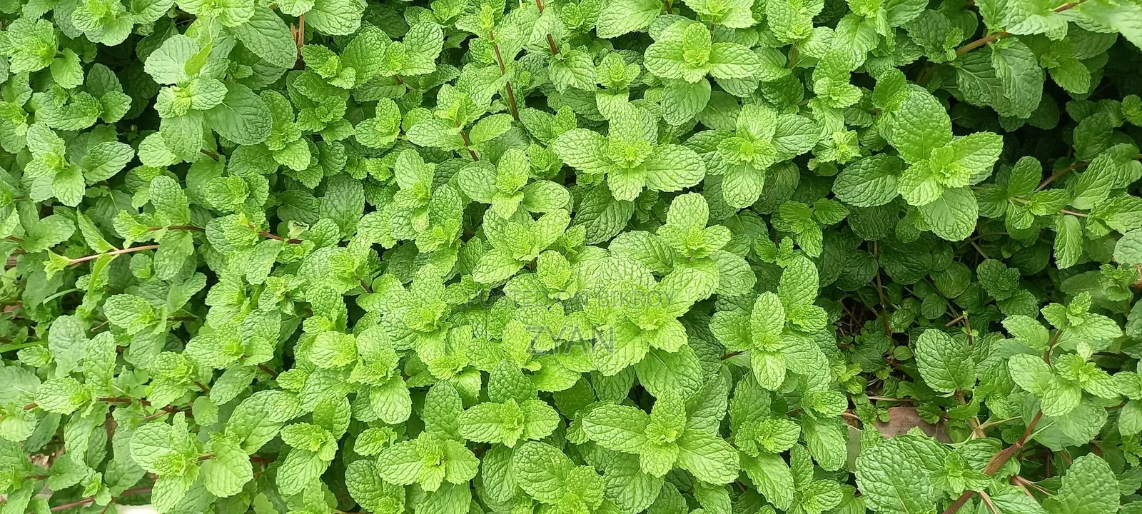 পুদিনা পাতা