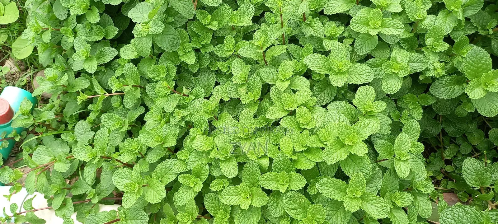 পুদিনা পাতা