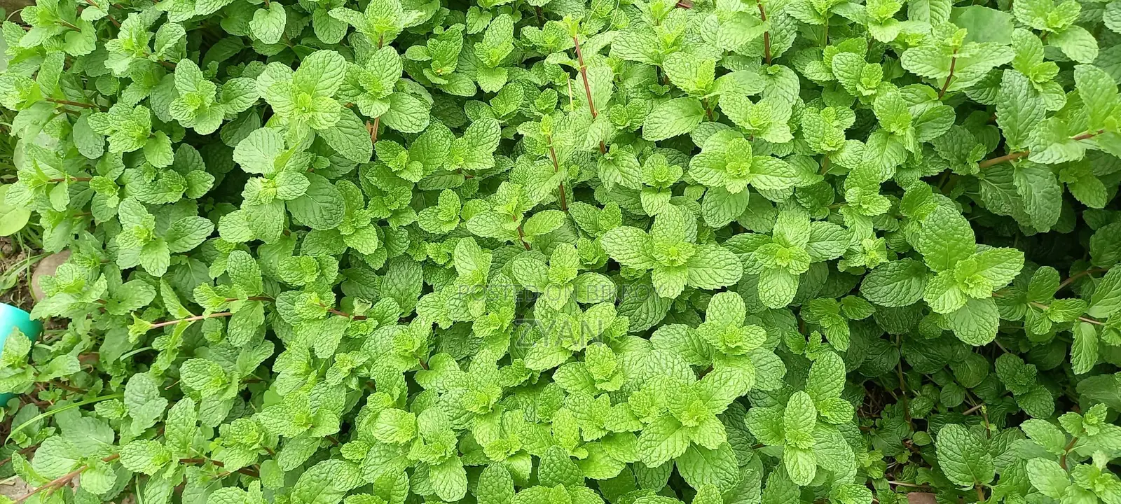 পুদিনা পাতা