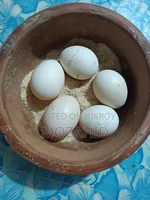 সরালী লাখা মুরগির বীজ ডিম