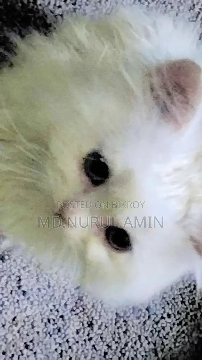 White Persian Cat
