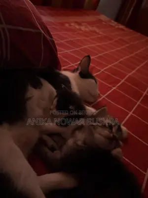 উচ্চ মানের মিশ্র জাতের বিড়াল