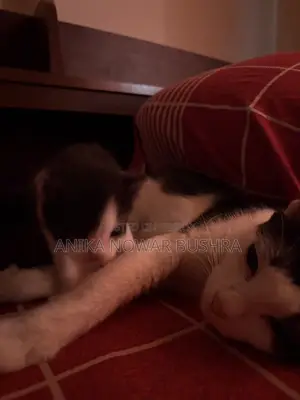উচ্চ মানের মিশ্র জাতের বিড়াল