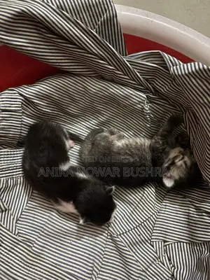 উচ্চ মানের মিশ্র জাতের বিড়াল