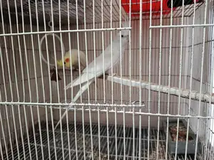 Pair of Running Cockatiel Birds for Sale