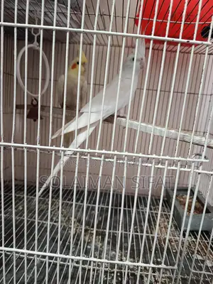 Pair of Running Cockatiel Birds for Sale