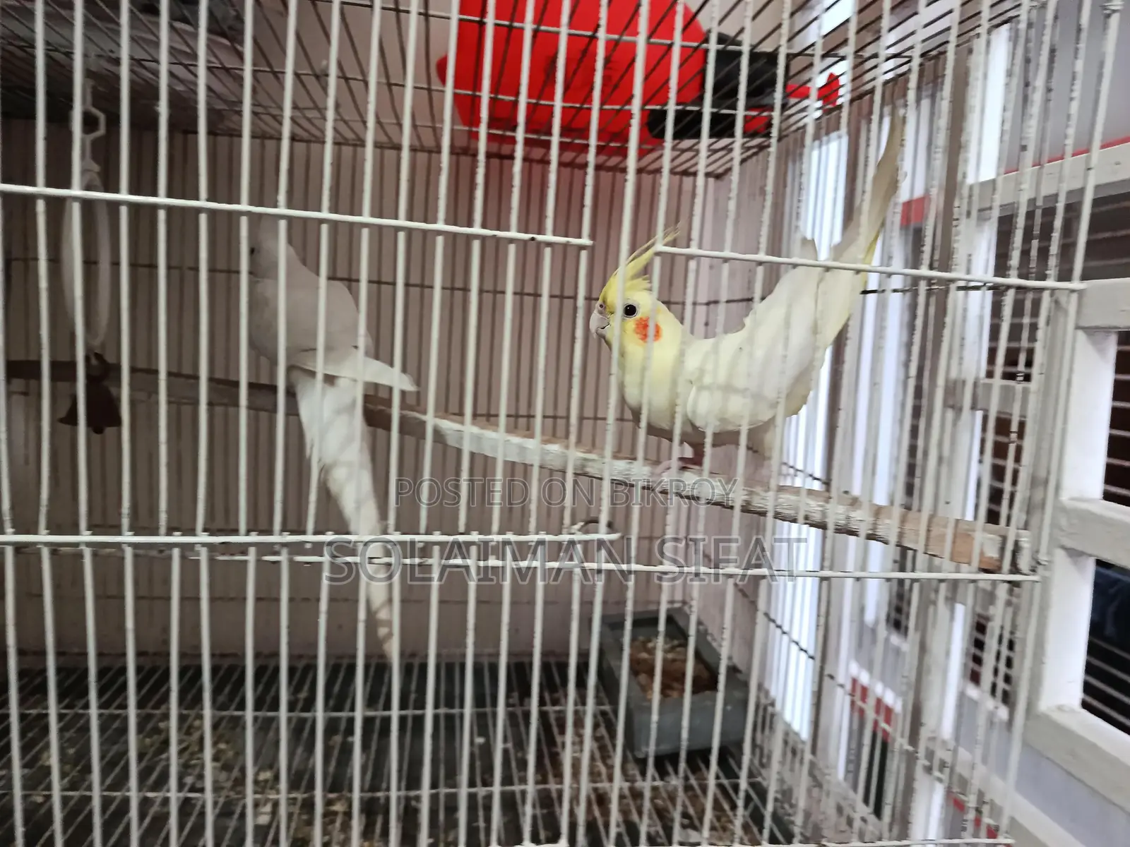 Pair of Running Cockatiel Birds for Sale