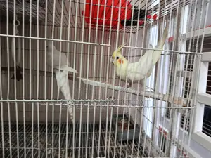 Pair of Running Cockatiel Birds for Sale