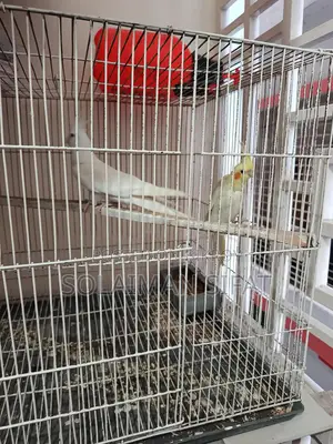 Pair of Running Cockatiel Birds for Sale