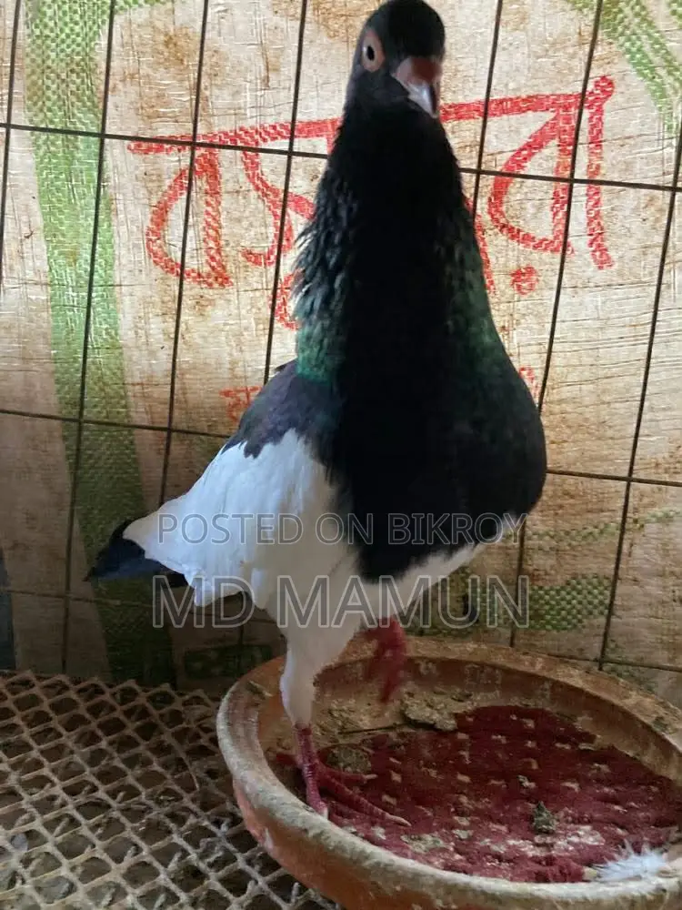 Magpie Male for Sale