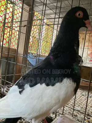 Magpie Male for Sale