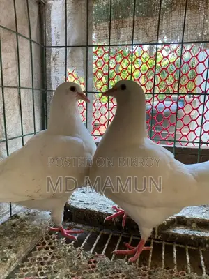 Magpie Male for Sale