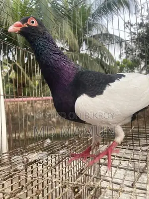 Magpie Male for Sale