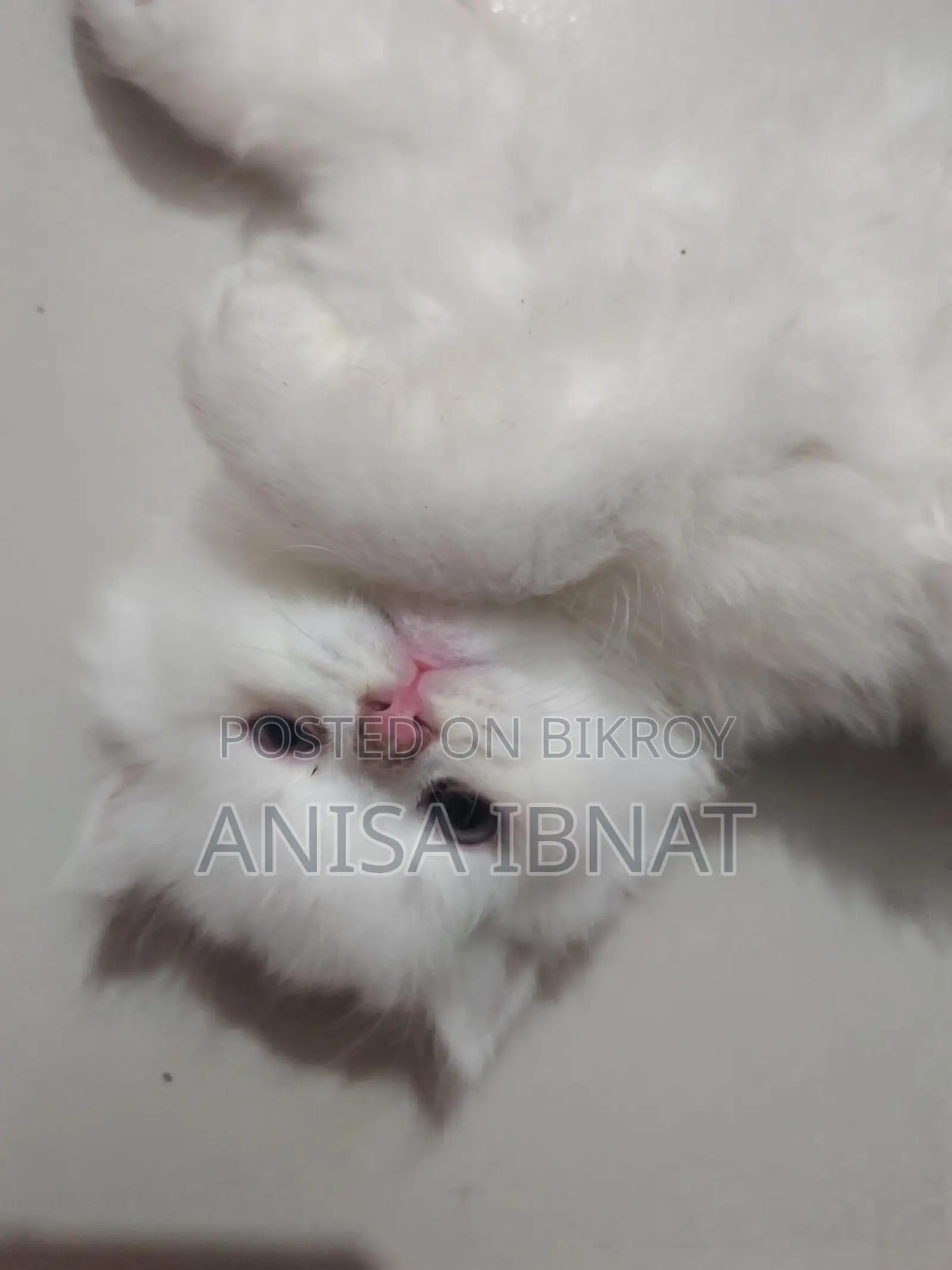পার্শিয়ান বিড়াল