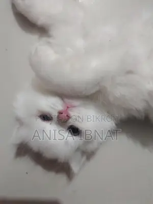 পার্শিয়ান বিড়াল