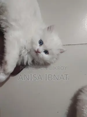 পার্শিয়ান বিড়াল
