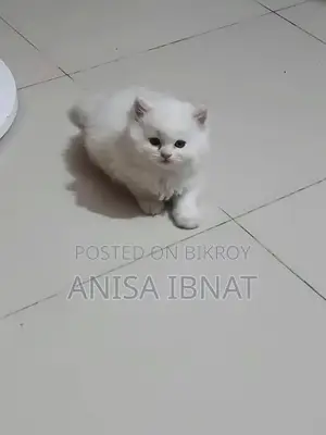 পার্শিয়ান বিড়াল