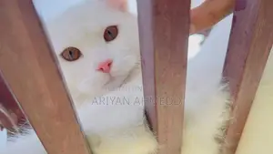 Cat for Sale