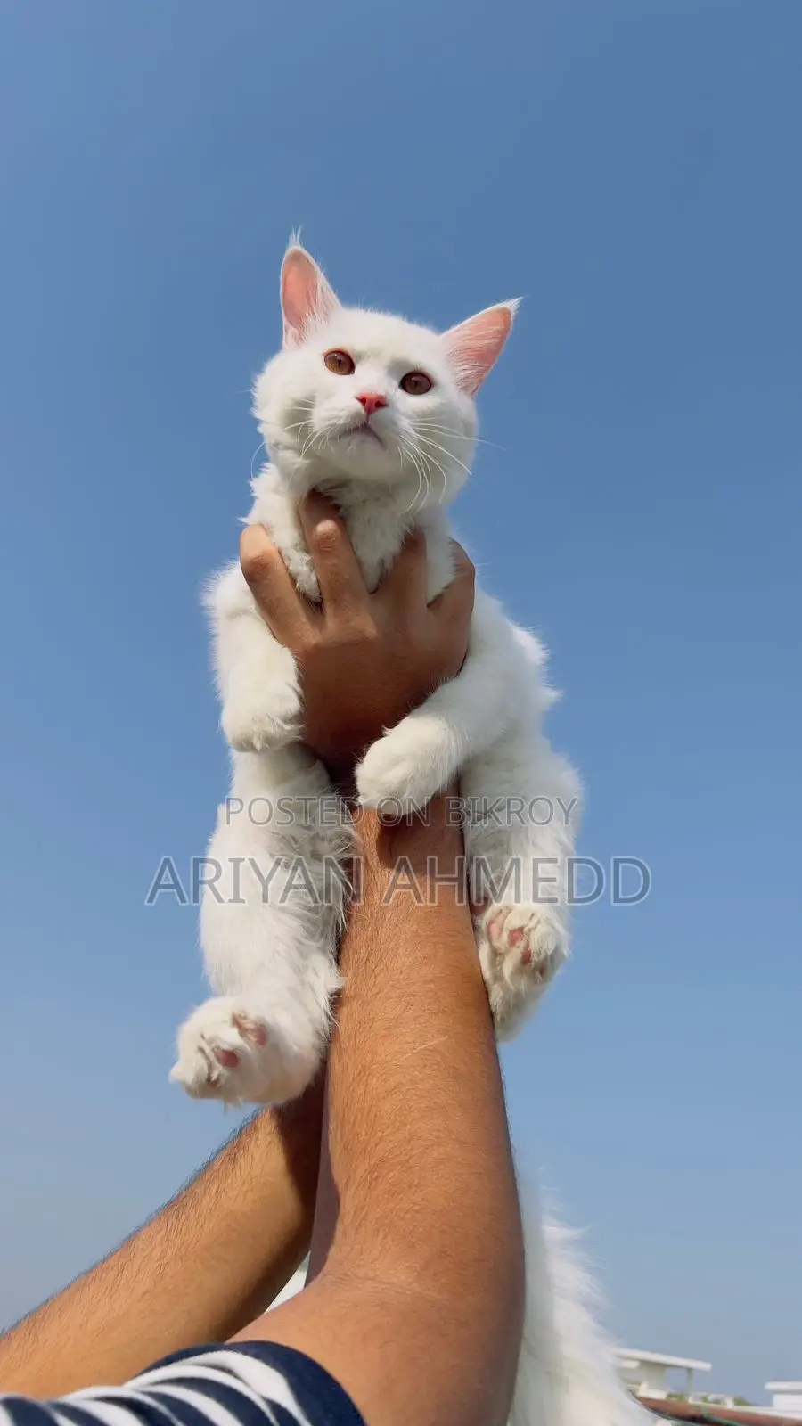 Cat for Sale