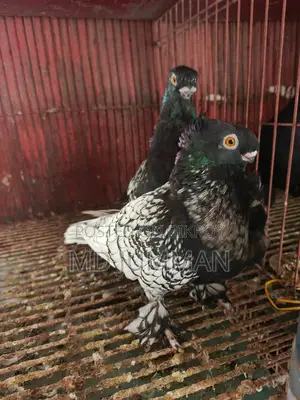 Blondinet Breeding Pair