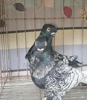 Blondinet Breeding Pair