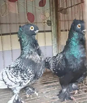 Blondinet Breeding Pair