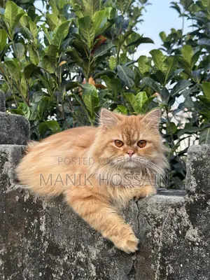 ১+ বছরের পুরুষ পিওরব্রেড পার্সিয়ান