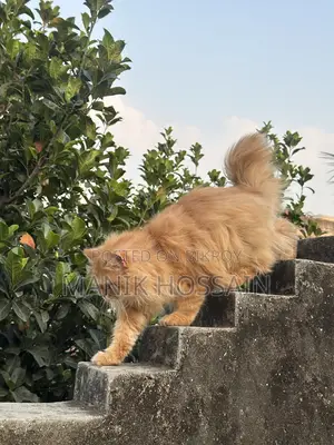 1+ Year Male Purebred Persian