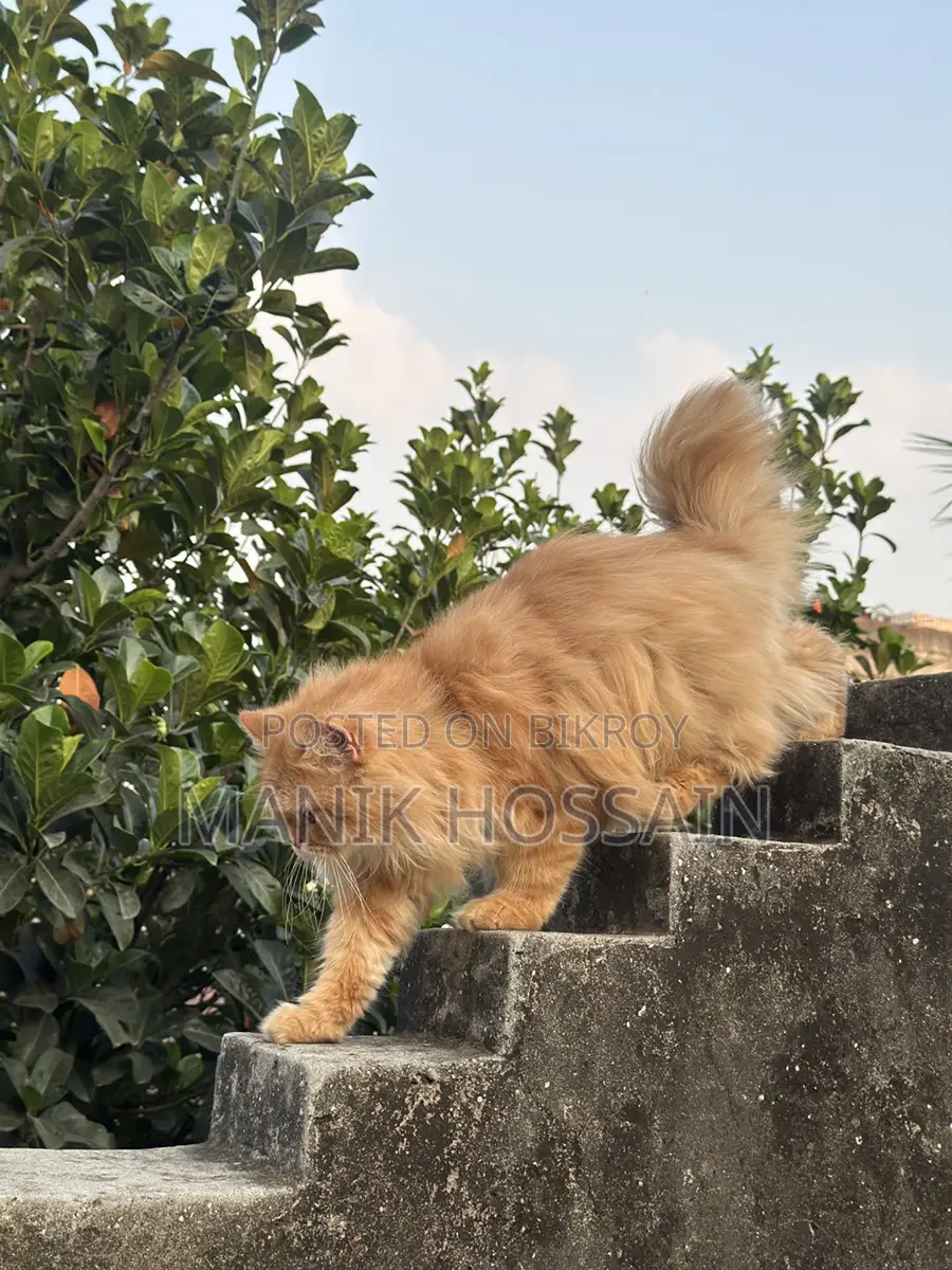 1+ Year Male Purebred Persian