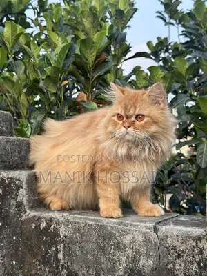 1+ Year Male Purebred Persian