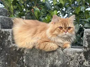 1+ Year Male Purebred Persian