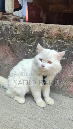 পার্সিয়ান বিড়াল বিক্রি হবে জরুরি