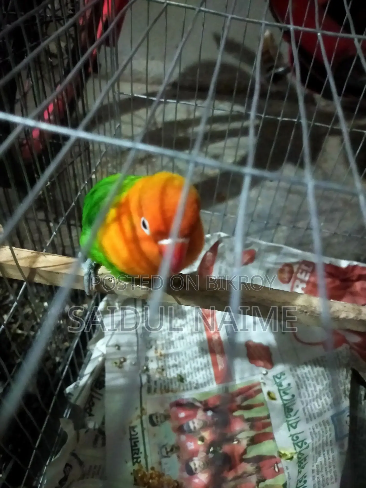 Lovebird bird for sale