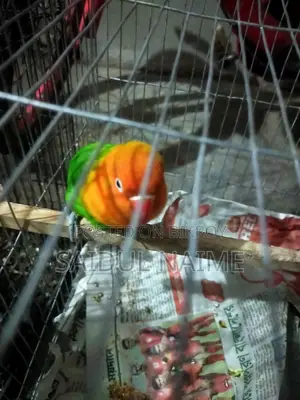 Lovebird bird for sale