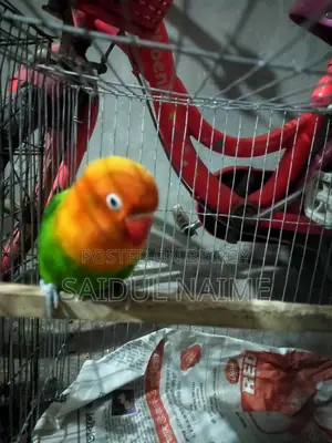লাভ বার্ড পাখি বিক্রয় করা হইবে