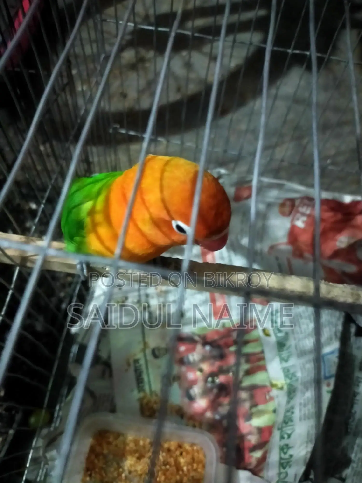 Lovebird bird for sale