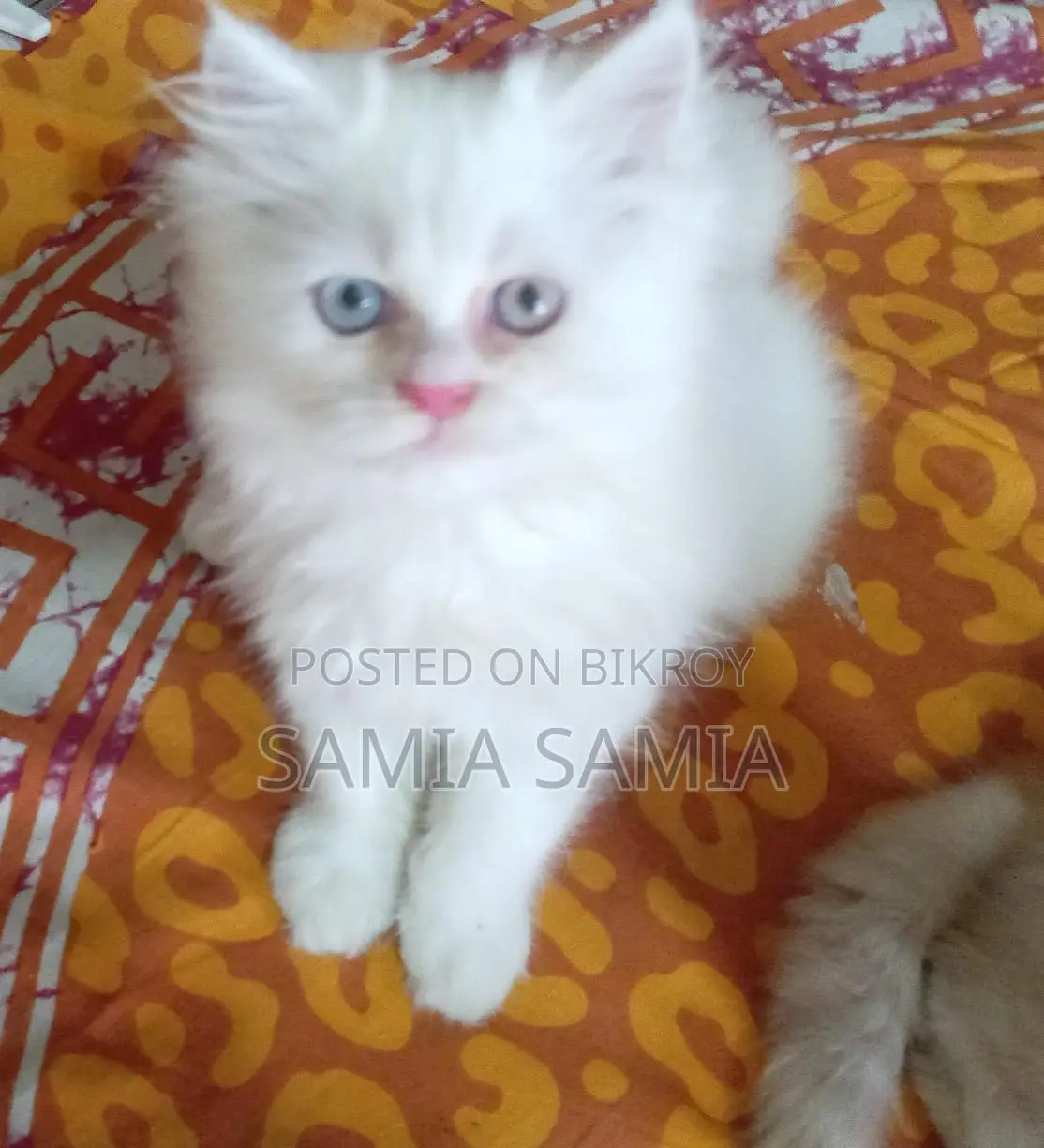 পিওর পারসিয়ান