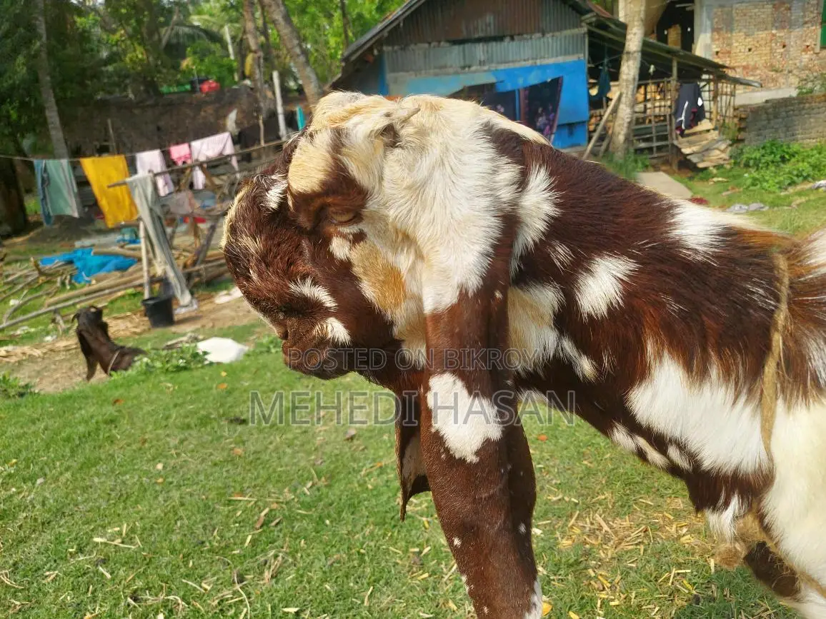 Totapuri Goat Kid
