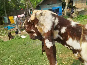 Totapuri Goat Kid